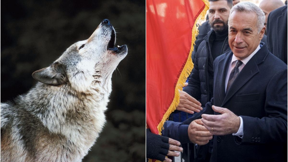 Calin Georgescu a povestit la TV despre lupoaica din vremea dacilor Ba tu esti prost