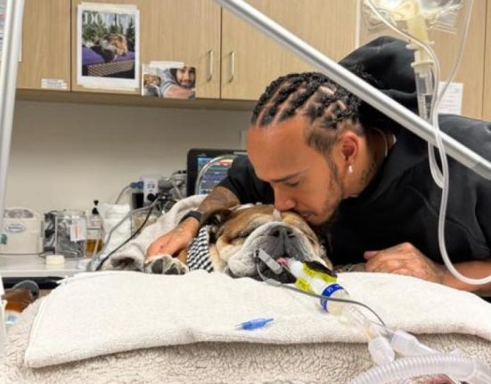 Cainele lui Lewis Hamilton Roscoe in spital