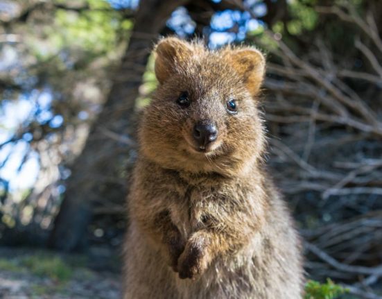Cel mai vesel animal oamenii calatoresc mii de kilometri pentru un selfie cu quokka