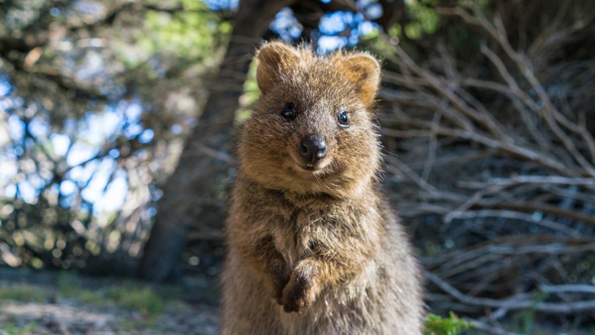Cel mai vesel animal oamenii calatoresc mii de kilometri pentru un selfie cu quokka