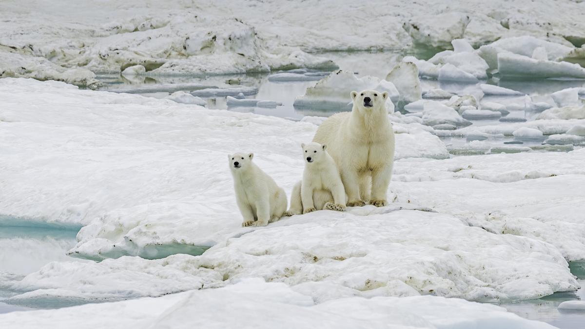 Ursii polari la o statie de cercetare abandonata