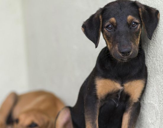 215000 de oameni au semnat pentru protectia animalelor