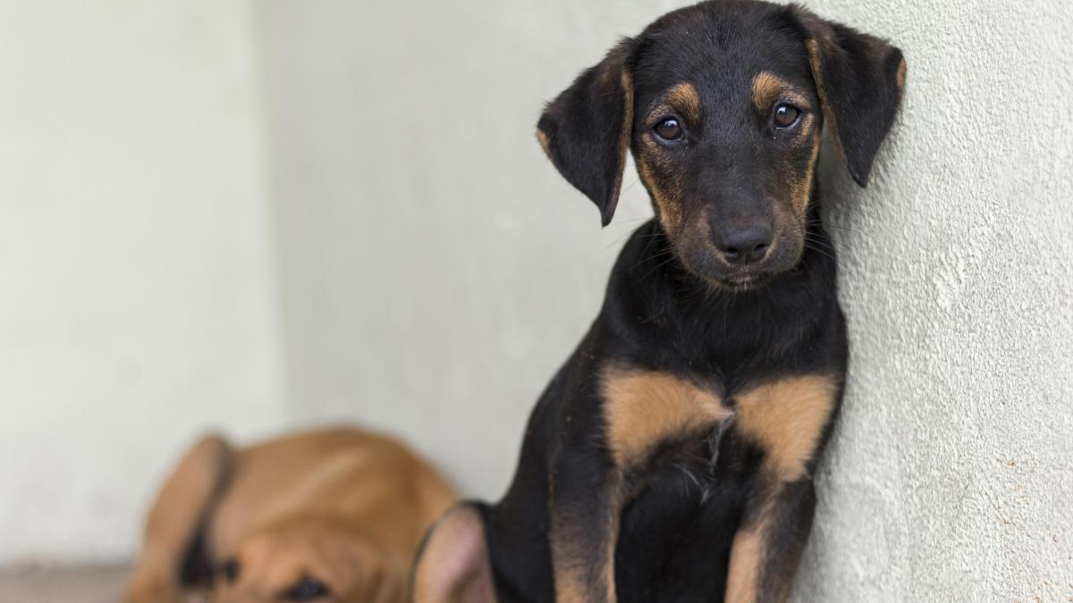 215000 de oameni au semnat pentru protectia animalelor