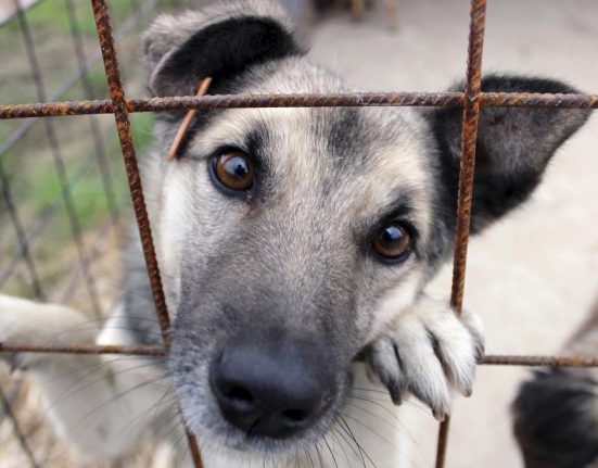 Pachet revolutionar de legi pentru viata animalelor