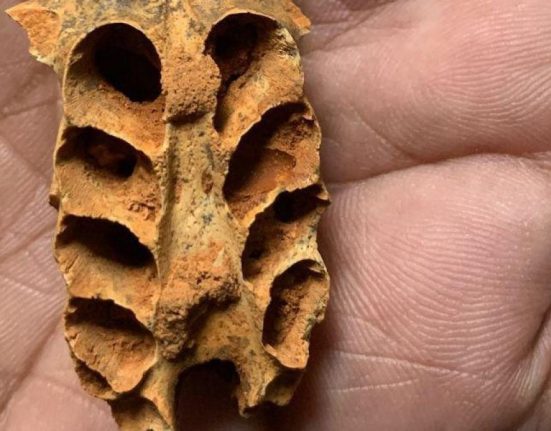 O fosila in interiorul unei fosile Cautarea cuiburilor de albine antice
