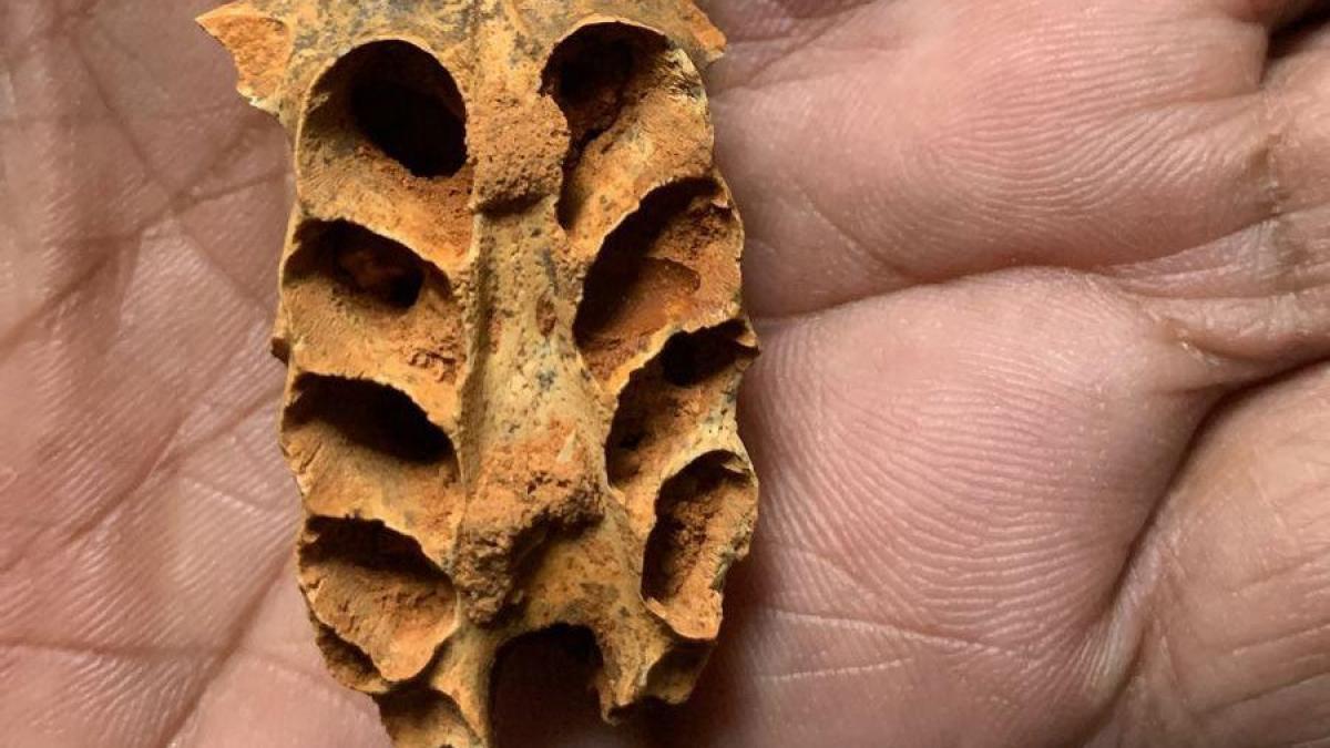 O fosila in interiorul unei fosile Cautarea cuiburilor de albine antice