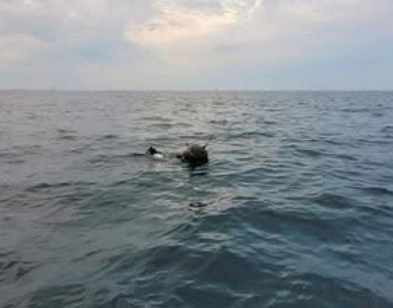 Controversa Romania Rusia privind originea minelor maritime derivate in Marea Neagra Raspunsul MApN pentru