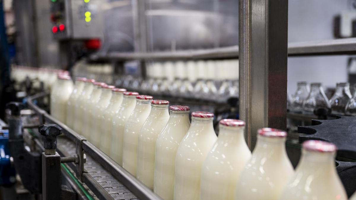 Laptele romanesc dispare de pe piata fermierii vand cu pierderi iar importurile strang in surub productia