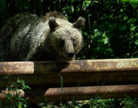 Romnia ar putea vna de doua ori mai muli uri Buzoianu Ar reprezenta un rspuns la o nevoie real nu