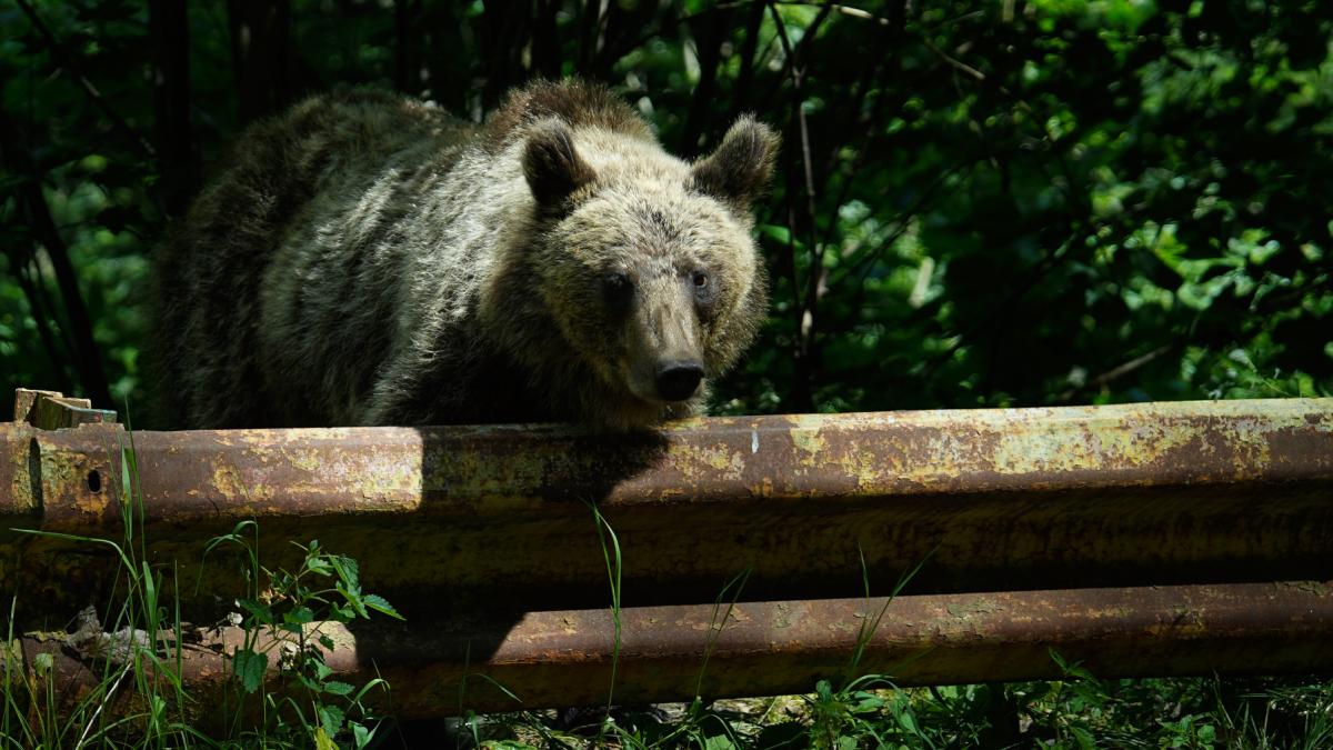 Romnia ar putea vna de doua ori mai muli uri Buzoianu Ar reprezenta un rspuns la o nevoie real nu